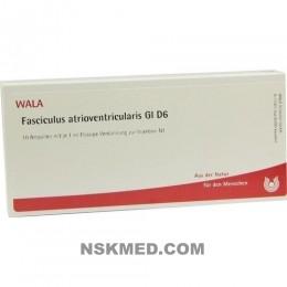 FASCICULUS ATRIOVENTR. GL D 6 Ampullen 10X1 ml